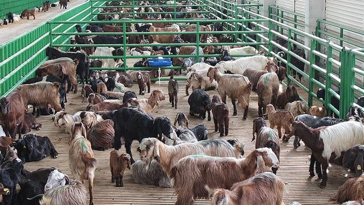 BUZAĞI DESTEĞİ 1. DÖNEM ÖDEMESİ 2025 NİSAN SON DURUM || Büyükbaş (buzağı/malak) ve küçükbaş (kuzu/oğlak) desteği ödemeleri ne zaman yatacak, tarih belli oldu mu