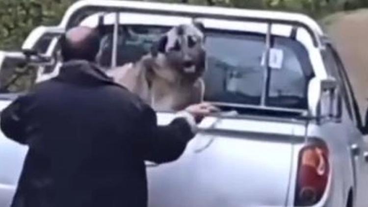 Korkunç Görüntüler Ortaya Çıktı: Köpeğe Zalimce Muamele Eden Şahıs Gözaltına Alındı!