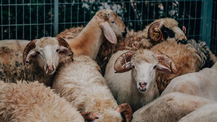 KURBANLIK FİYATLARI 2025 CANLI KİLO HESABI KURBANLIK FİYATLARI 2025 CANLI KİLO HESABI