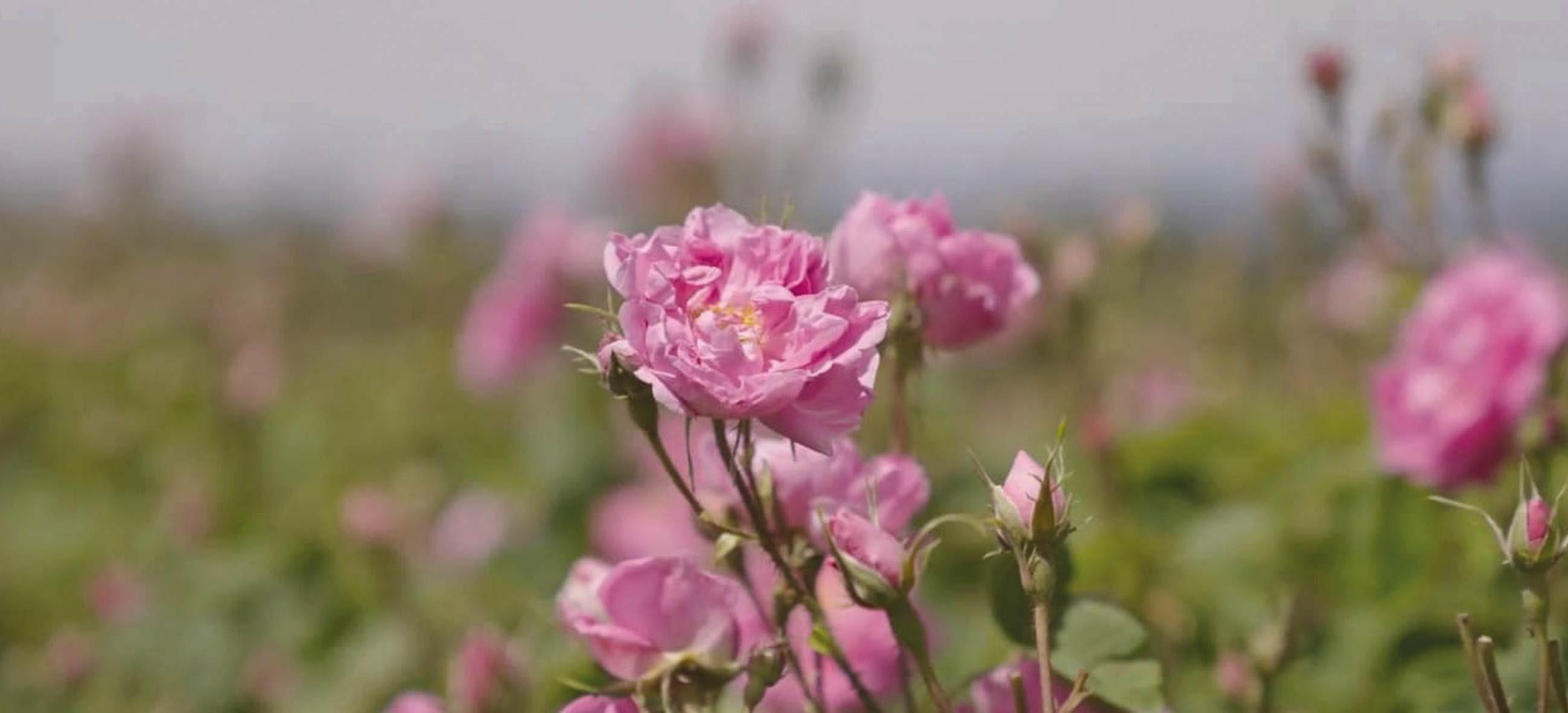 Isparta G lleri D nya Pazar nda Bigpara Haberleri Isparta G lleri D nya Pazar nda Bigpara Haberleri