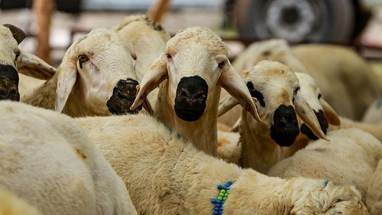 DANA, KOYUN KURBANLIK KG FİYATLARI TABLOSU 2025 || Küçükbaş ve büyükbaş kurbanlık kilo fiyatları ne kadar, kaç TL Kızılay - Diyanet 2025 kurban kesim bedeli ne kadar DANA, KOYUN KURBANLIK KG FİYATLARI TABLOSU 2025 || Küçükbaş ve büyükbaş kurbanlık kilo fiyatları ne kadar, kaç TL Kızılay - Diyanet 2025 kurban kesim bedeli ne kadar