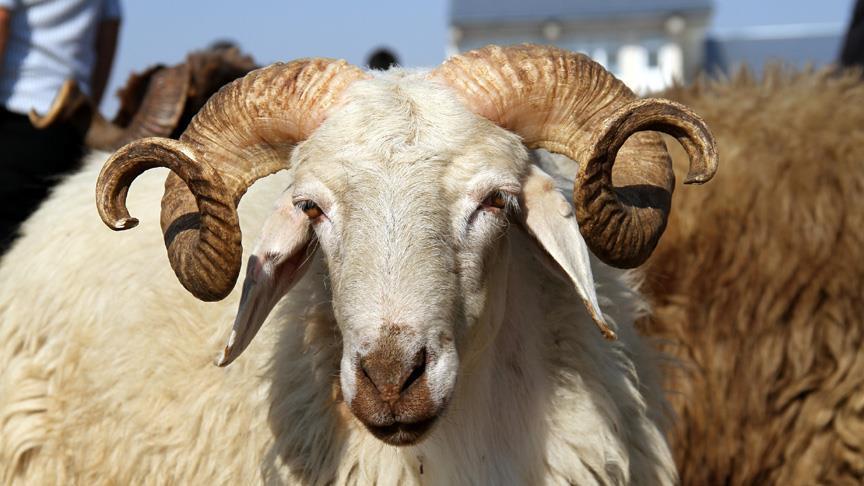 KURBAN NE ZAMANA KADAR KESİLİR KURBAN NE ZAMANA KADAR KESİLİR