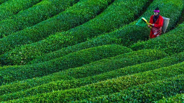 YAŞ ÇAY ALIM FİYATLARI 2025 |Tarım ve Orman Bakanlığı yaş çay taban fiyatları 2025 açıklandı. Yaş çay alımı fiyatı 2025 ne kadar, 1 kilo yaş çay kaç TL oldu YAŞ ÇAY ALIM FİYATLARI 2025 |Tarım ve Orman Bakanlığı yaş çay taban fiyatları 2025 açıklandı. Yaş çay alımı fiyatı 2025 ne kadar, 1 kilo yaş çay kaç TL oldu