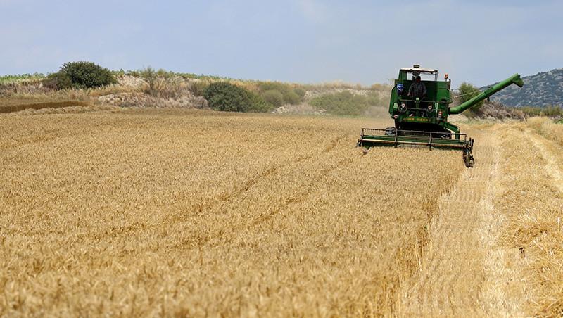 BUĞDAY FİYATLARI 2025 NE ZAMAN AÇIKLANACAK