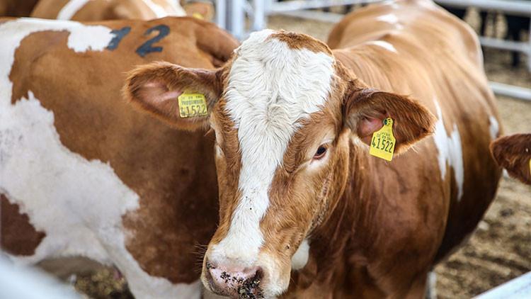 BÜYÜKBAŞ BUZAĞI/MALAK DESTEĞİ ÖDEME GÜNLERİ MAYIS 2025