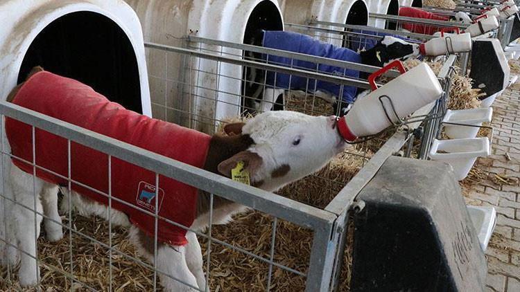 2. DÖNEM BUZAĞI DESTEKLEME BAŞVURULARI