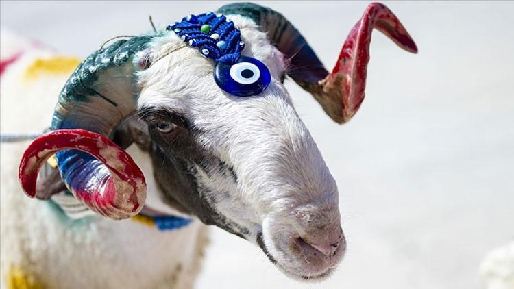 KURBANLIK CANLI KİLO (KG) FİYATLARI NE KADAR KURBANLIK CANLI KİLO (KG) FİYATLARI NE KADAR