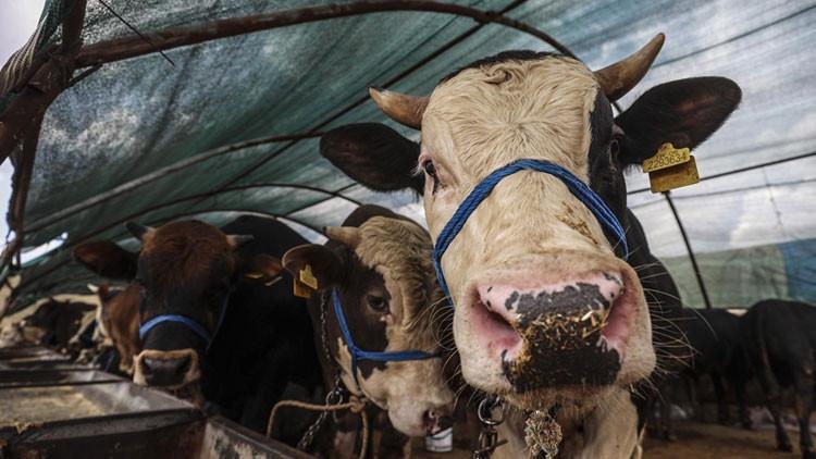 KÜÇÜKBAŞ VE BÜYÜKBAŞ KURBANLIK FİYATLARI 2025 (CANLI-KİLO FİYAT BİLGİSİ) || Bu yıl koç, dana, koyun, küçükbaş ve büyükbaş kurbanlık fiyatları ne kadar, kaç TL oldu Diyanet ve Kızılay Kurban kesim bedeli ne kadar KÜÇÜKBAŞ VE BÜYÜKBAŞ KURBANLIK FİYATLARI 2025 (CANLI-KİLO FİYAT BİLGİSİ) || Bu yıl koç, dana, koyun, küçükbaş ve büyükbaş kurbanlık fiyatları ne kadar, kaç TL oldu Diyanet ve Kızılay Kurban kesim bedeli ne kadar