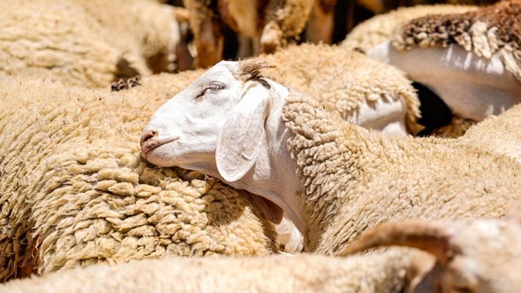 KÜÇÜKBAŞ VE BÜYÜKBAŞ KURBANLIK FİYATLARI 2025 (CANLI-KİLO FİYAT BİLGİSİ) || Bu yıl koç, dana, koyun, küçükbaş ve büyükbaş kurbanlık fiyatları ne kadar, kaç TL oldu Diyanet ve Kızılay Kurban kesim bedeli ne kadar KÜÇÜKBAŞ VE BÜYÜKBAŞ KURBANLIK FİYATLARI 2025 (CANLI-KİLO FİYAT BİLGİSİ) || Bu yıl koç, dana, koyun, küçükbaş ve büyükbaş kurbanlık fiyatları ne kadar, kaç TL oldu Diyanet ve Kızılay Kurban kesim bedeli ne kadar