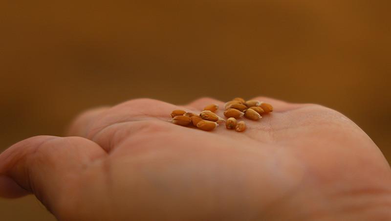 2024 YILI BUĞDAY VE ARPA FİYATLARI 2024 YILI BUĞDAY VE ARPA FİYATLARI