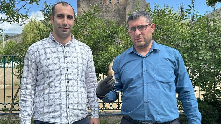 Nesli tehlike altındaki tür Erzurum'da yaralı halde bulundu