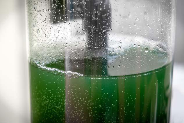 Sudan çıkan sağlık takviyesi Besin deposu, antioksidan kaynağı... İşte spirulinanın sağlığa faydaları