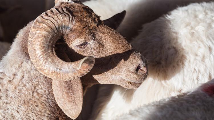 ANTALYA KURBANLIK FİYATLARI
