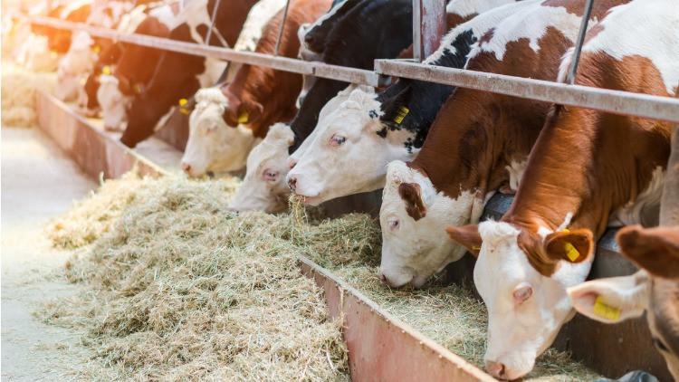 KURBANLIK CANLI KİLO (KG) FİYATLARI NE KADAR