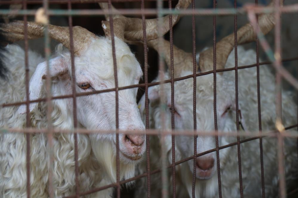 İSTANBULA KURBANLIK GİRİŞLERİ BAŞLADI