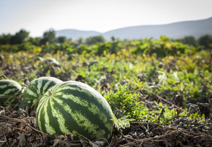 Karpuz nasıl seçilir Tatlı karpuz ve sulu karpuz nasıl anlaşılır Karpuz seçmenin püf noktaları