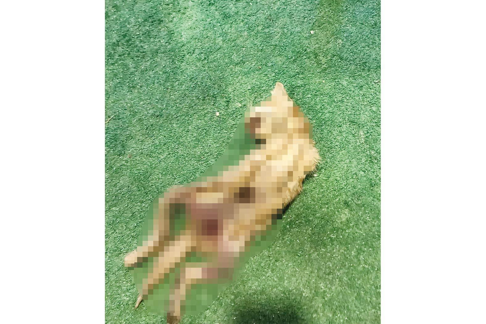 Kesiklerin ardında kim var