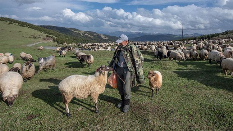 KUZU/OĞLAK DESTEĞİ ÖDEMELERİ YATTI MI, NE ZAMAN YATACAK