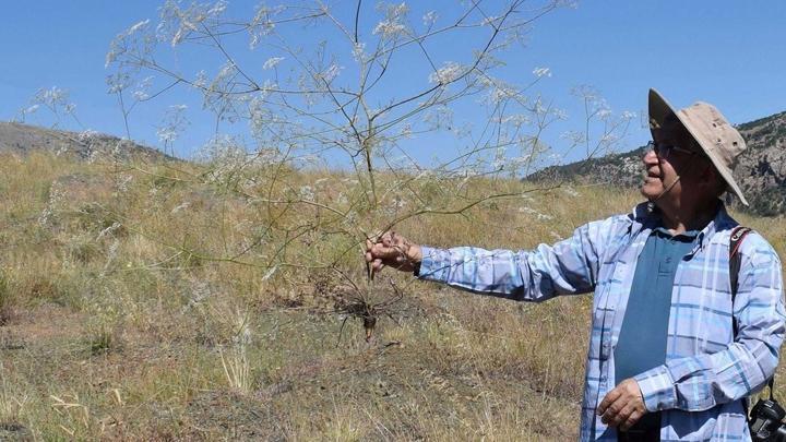 Toroslarda yeni anason türü keşfedildi! Nesli yüksek tehdit altında
