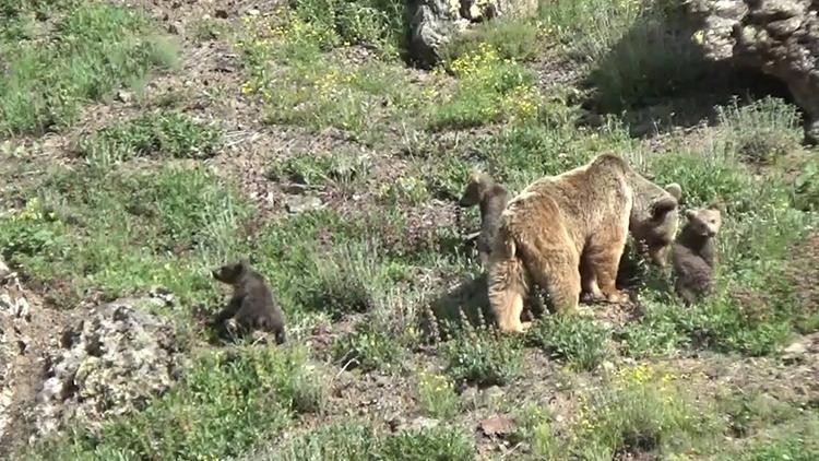 Tunceli'de kaydedilen görüntü izleyenleri mest etti: Üç yavrusuyla birlikte böyle görüntülendi