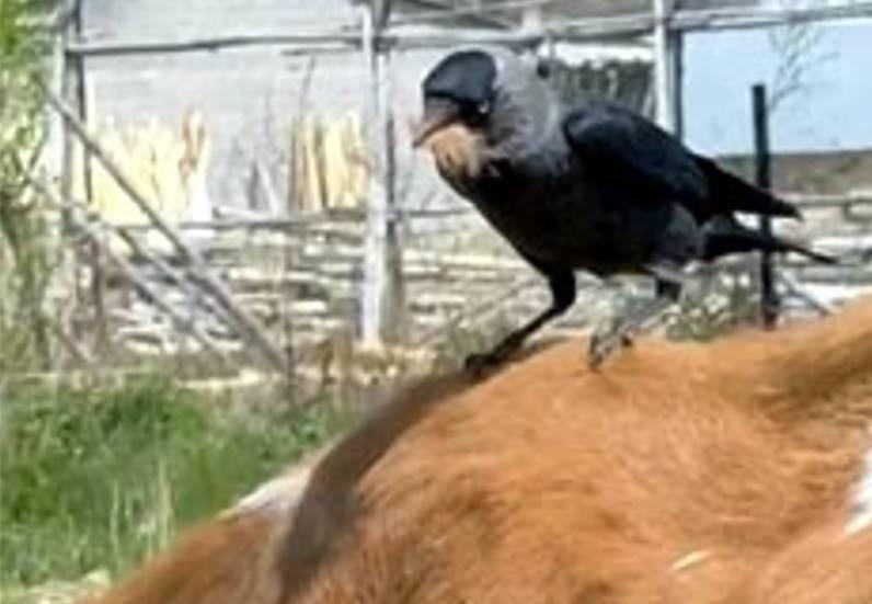  Kargaların ineğinden faydalanarak yaptığını görünce şaşkına döndü
