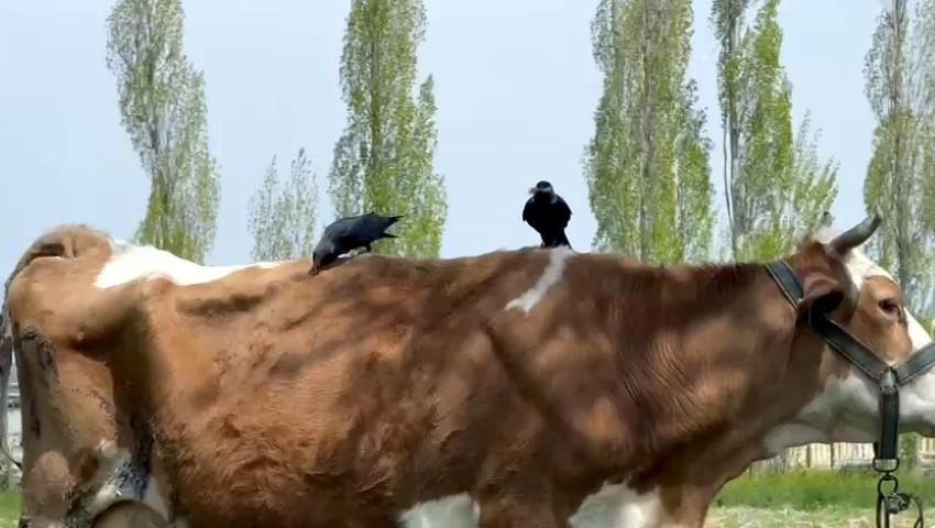  Kargaların ineğinden faydalanarak yaptığını görünce şaşkına döndü