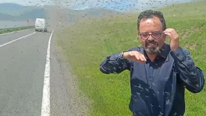 Çıldır Gölü çevresinde 'yeşil sinek' istilası! 'Değişik bir manzara ve biraz da ürkütücü'