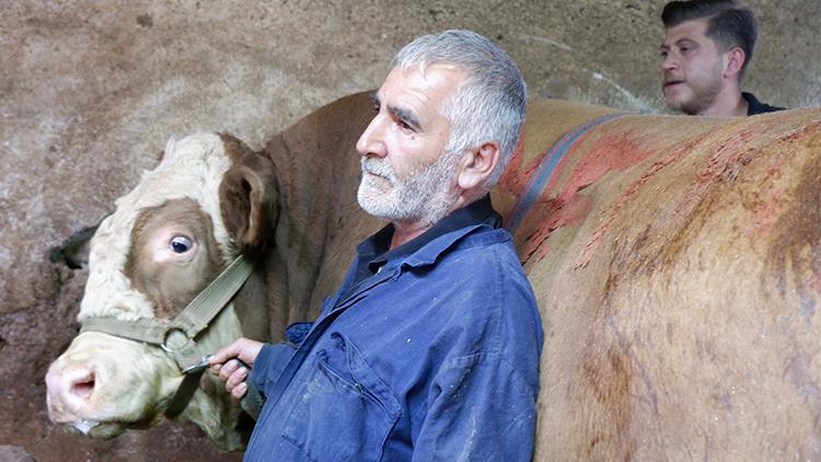 Bu cüsseye bu fiyat! 1 ton 200 kiloluk tosun kurban pazarında satıldı