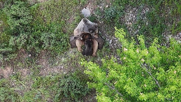 Tunceli'de muhteşem görüntü: Dağlık arazide yavrularını emzirirken kaydedildi