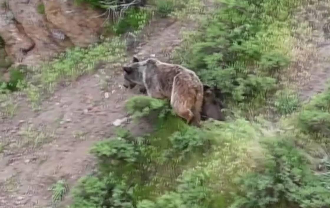  Dağlık arazide yavrularını emzirirken kaydedildi
