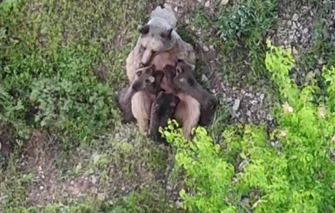  Dağlık arazide yavrularını emzirirken kaydedildi