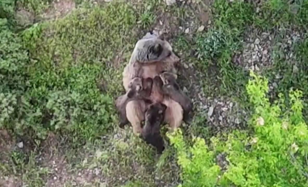  Dağlık arazide yavrularını emzirirken kaydedildi