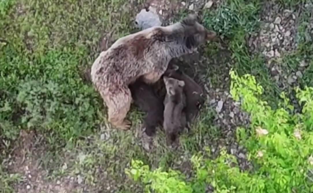  Dağlık arazide yavrularını emzirirken kaydedildi