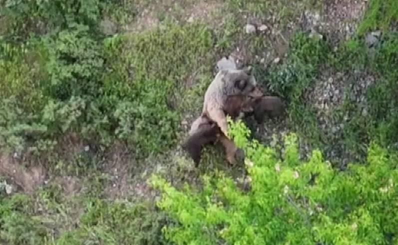  Dağlık arazide yavrularını emzirirken kaydedildi