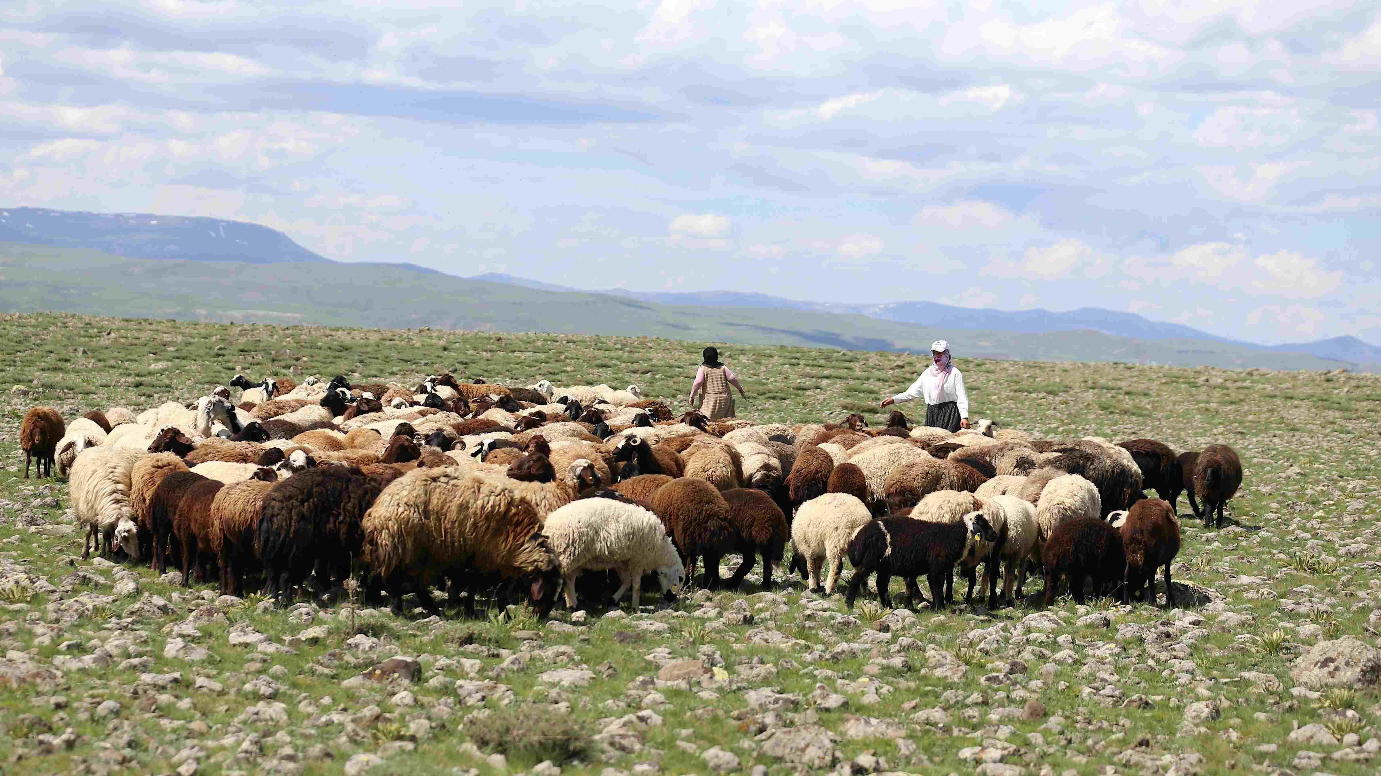 Türkiye, sürdürülebilir üretimi artırmak için büyük hayvancılık destek projesi başlattı