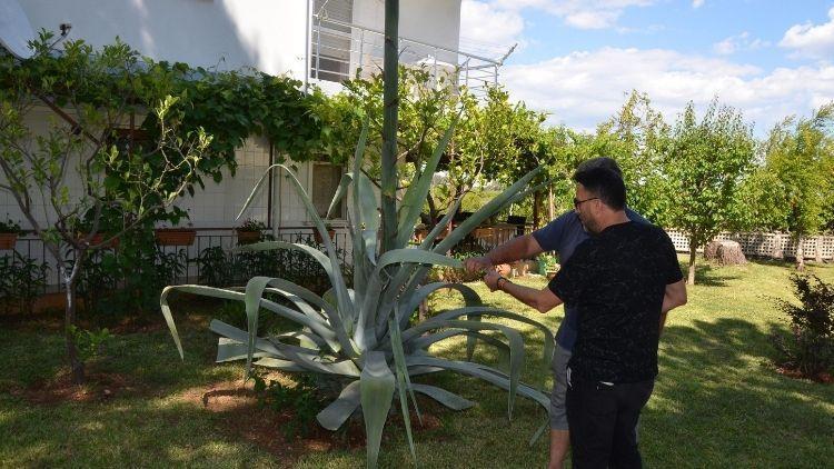 Ev aldı, bahçesinde Agave ağacı buldu! Zarar vermenin cezası 400 bin lira