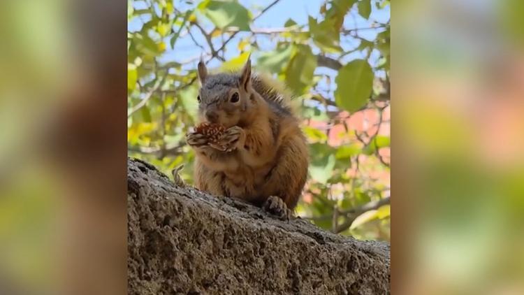 Osmaniye'de kaydedildi: Duvarın üzerine oturup yöresel yiyeceği yedi