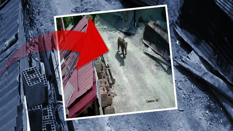 Vatandaşlar tedirgin: Şehrin farklı noktalarında görüldüler!
