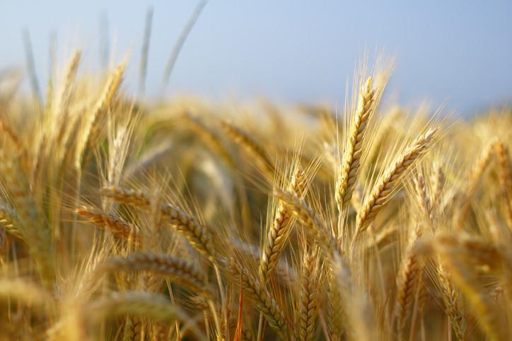 YENİ TMO BUĞDAY ALIM FİYATLARI 2025 || Buğday ve hububat alım fiyatları bu sene ne kadar oldu Ekmeklik, makarnalık buğday ve arpa ton fiyatı kaç lira oldu YENİ TMO BUĞDAY ALIM FİYATLARI 2025 || Buğday ve hububat alım fiyatları bu sene ne kadar oldu Ekmeklik, makarnalık buğday ve arpa ton fiyatı kaç lira oldu