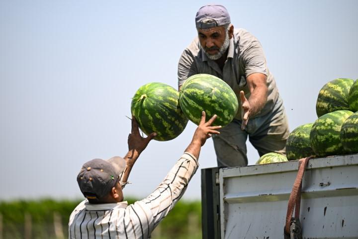 Adanada karpuzun fiyatı sudan ucuz hale geldi... Rakam 25 liradan buraya geriledi