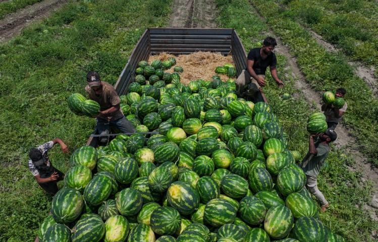 Adanada karpuzun fiyatı sudan ucuz hale geldi... Rakam 25 liradan buraya geriledi