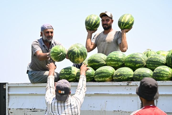 Adanada karpuzun fiyatı sudan ucuz hale geldi... Rakam 25 liradan buraya geriledi