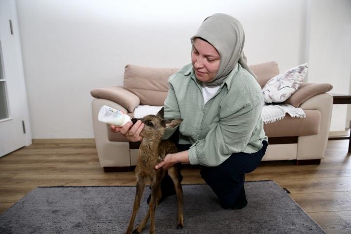 Köylüler buldu, genç kadın bebek gibi bakıp ayağa kaldırdı... Evcilleşmesi imkansız, 3 metre sıçrayabiliyor