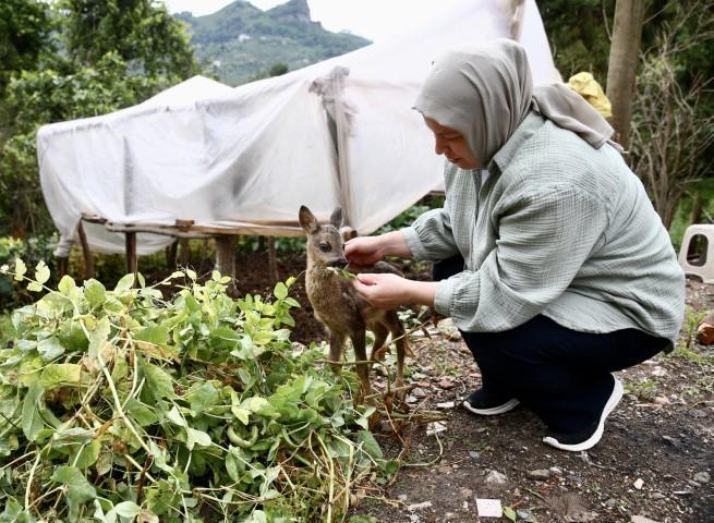 Köylüler buldu, genç kadın bebek gibi bakıp ayağa kaldırdı... Evcilleşmesi imkansız, 3 metre sıçrayabiliyor