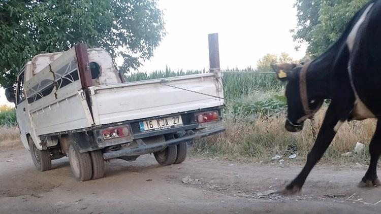 Bursa'da korkunç görüntü! İneği kamyonetin arkasına bağlayıp sürükledi