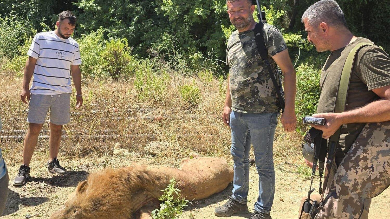 Hayvan hakları grupları Antalya'da kaçan aslanın öldürülmesini kınadı