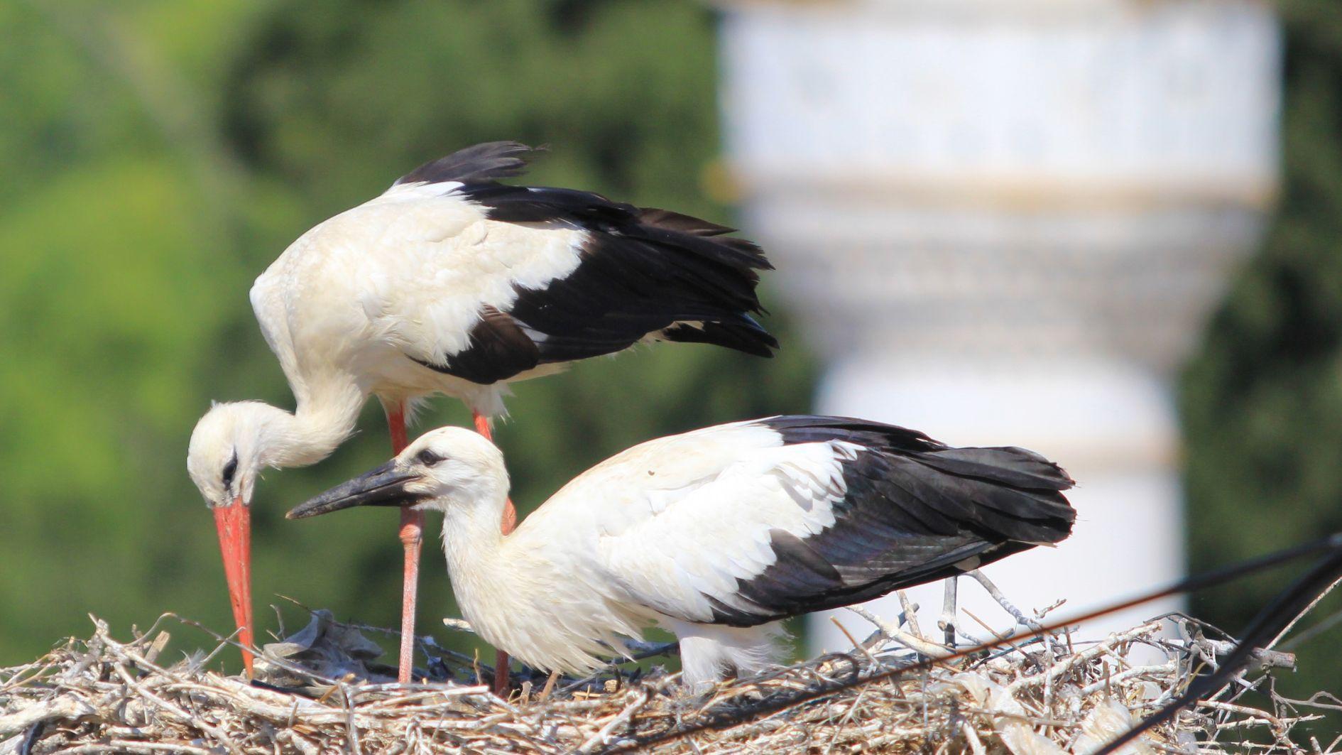 Bursa Köyü 'Stork Sanctuary' olarak ortaya çıkıyor