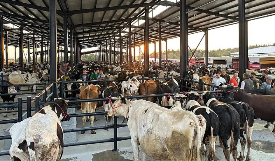 AŞILAMALAR TAMAMLANDIKÇA, HAYVAN SATIŞ YERLERİ PEYDERPEY AÇILACAK AŞILAMALAR TAMAMLANDIKÇA, HAYVAN SATIŞ YERLERİ PEYDERPEY AÇILACAK