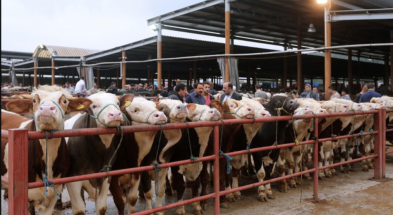 Hayvan pazarları ne zaman açılacak Türkiye geneli hayvan pazarları ne zaman açılır Hayvan pazarları ne zaman açılacak Türkiye geneli hayvan pazarları ne zaman açılır