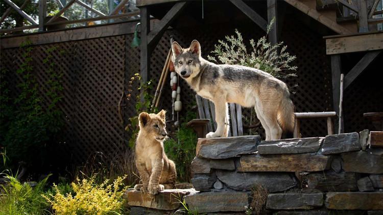 Kurt ve Aslan filminin konusu nedir, oyuncuları kimler? Filmdeki Kurt ve Aslan gerçek mi?
